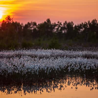 Venner Moor, Germany