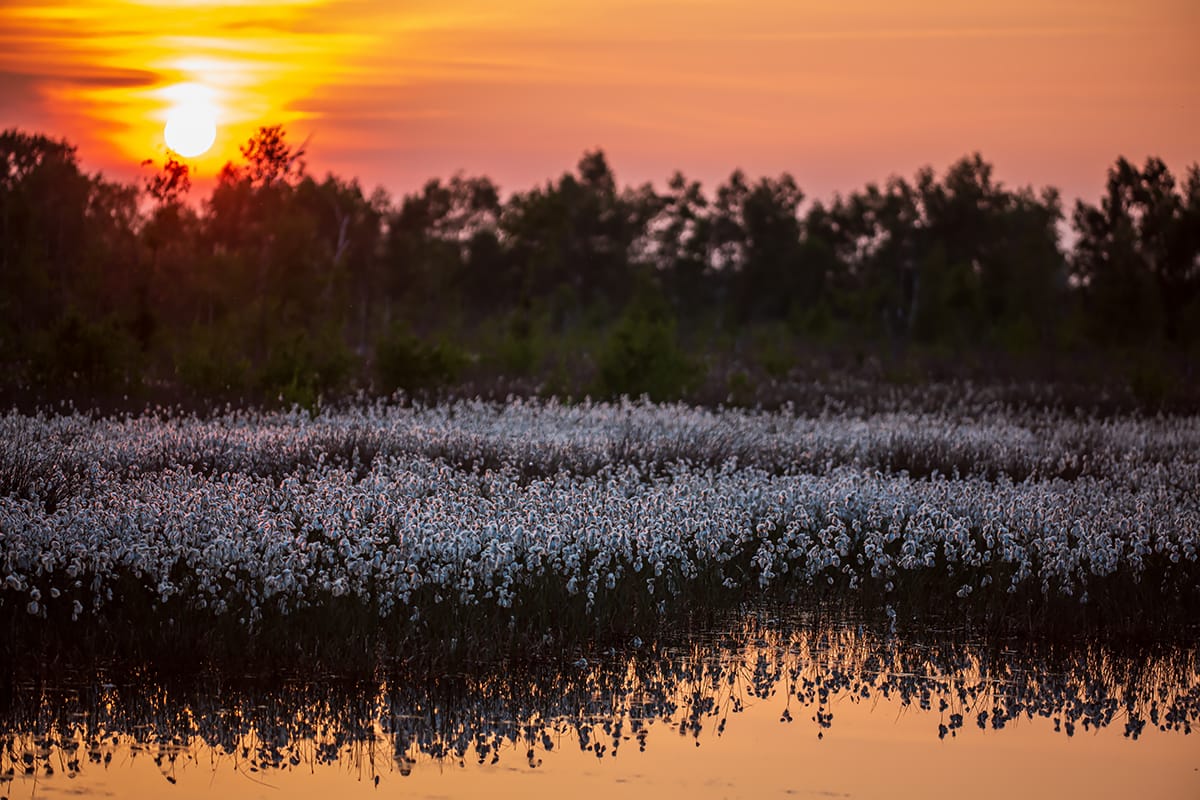Venner Moor, Germany