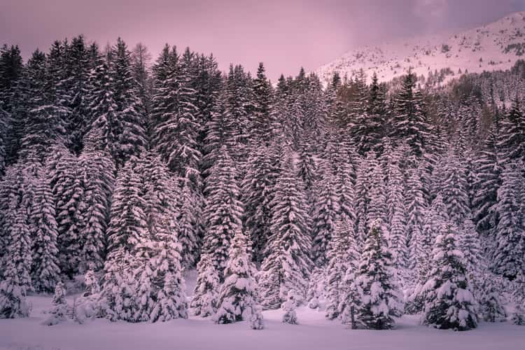 Winter Wonderland