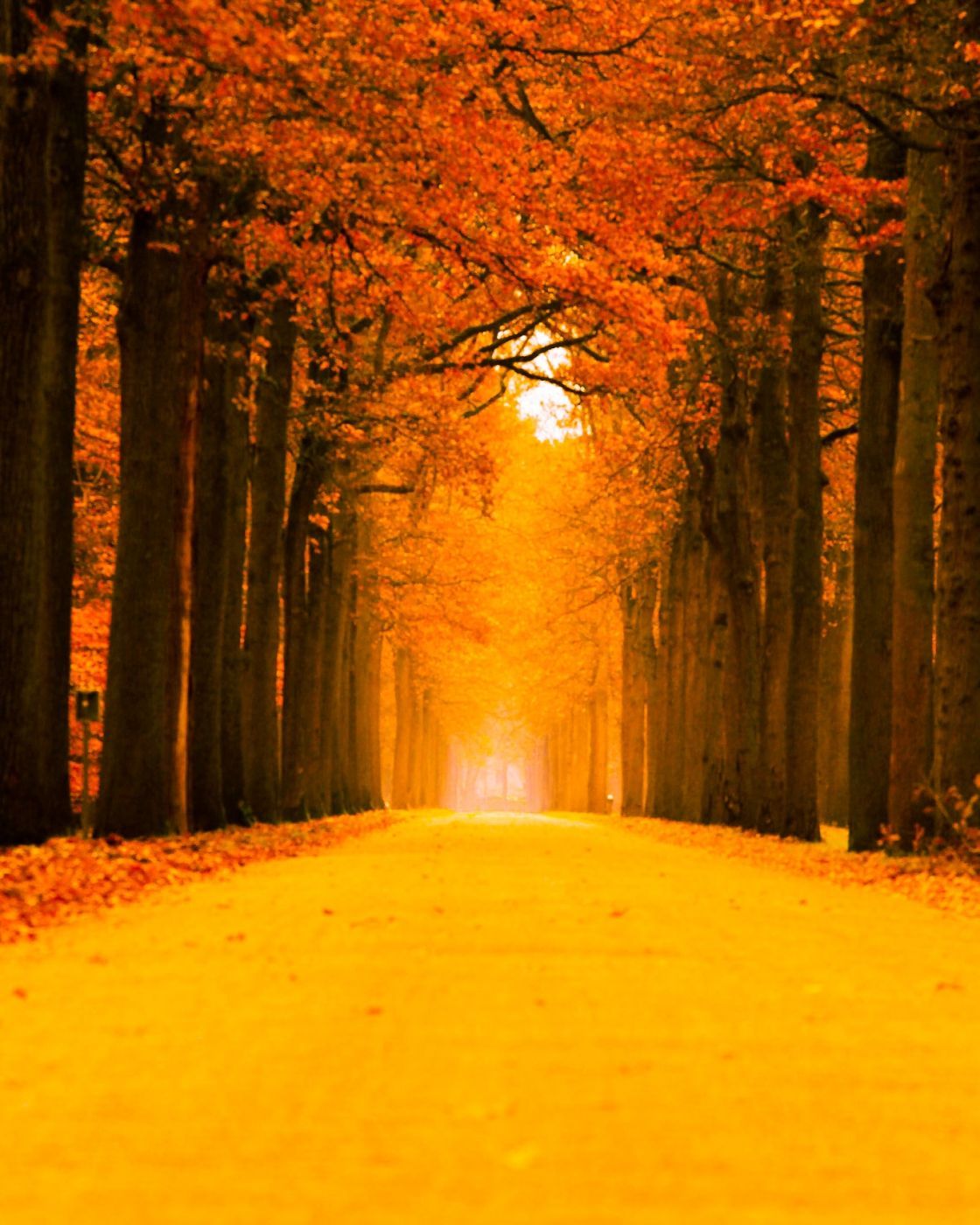 Wortel, Belgium