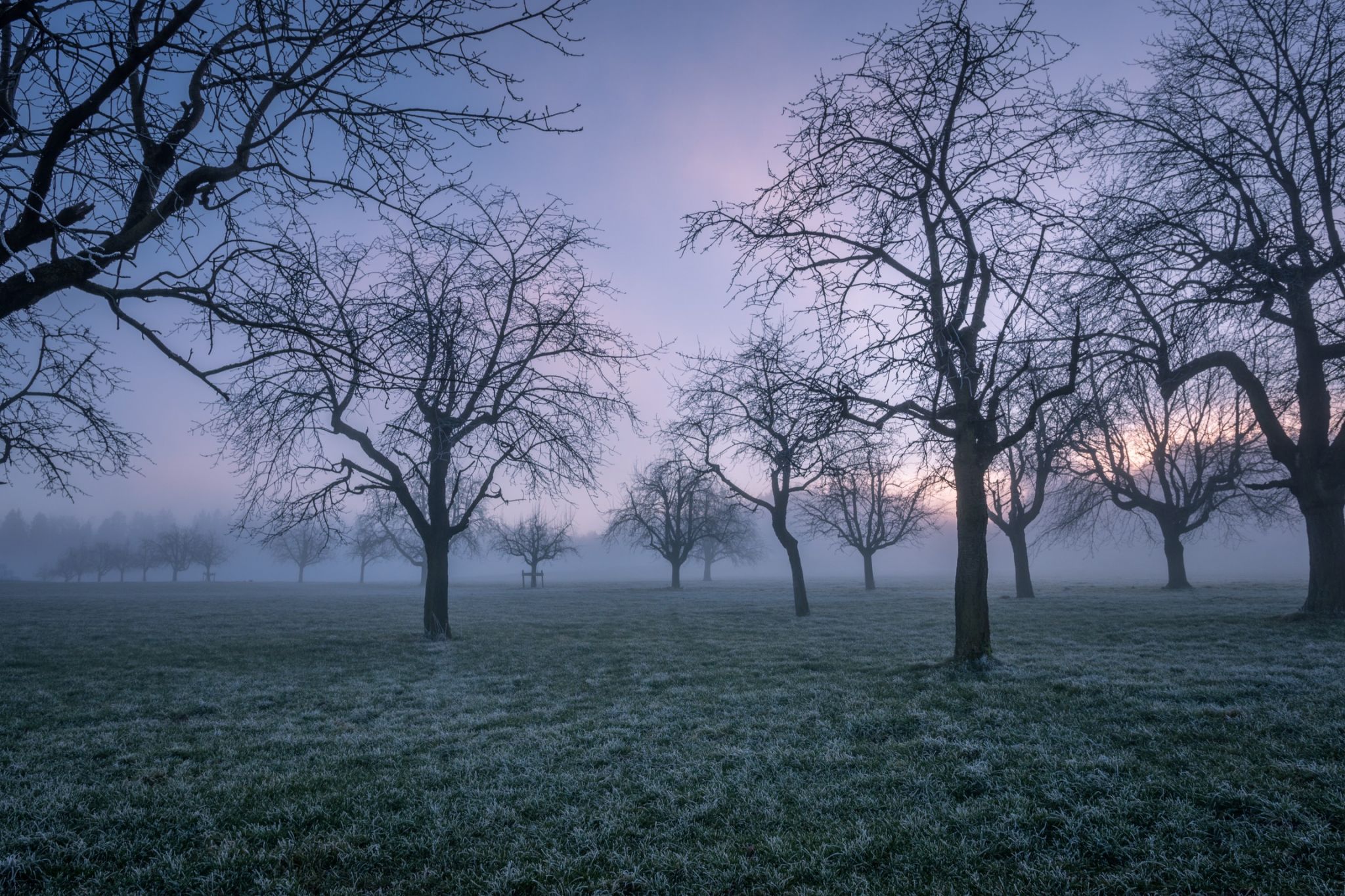 Apple trees at Grod farm, Switzerland