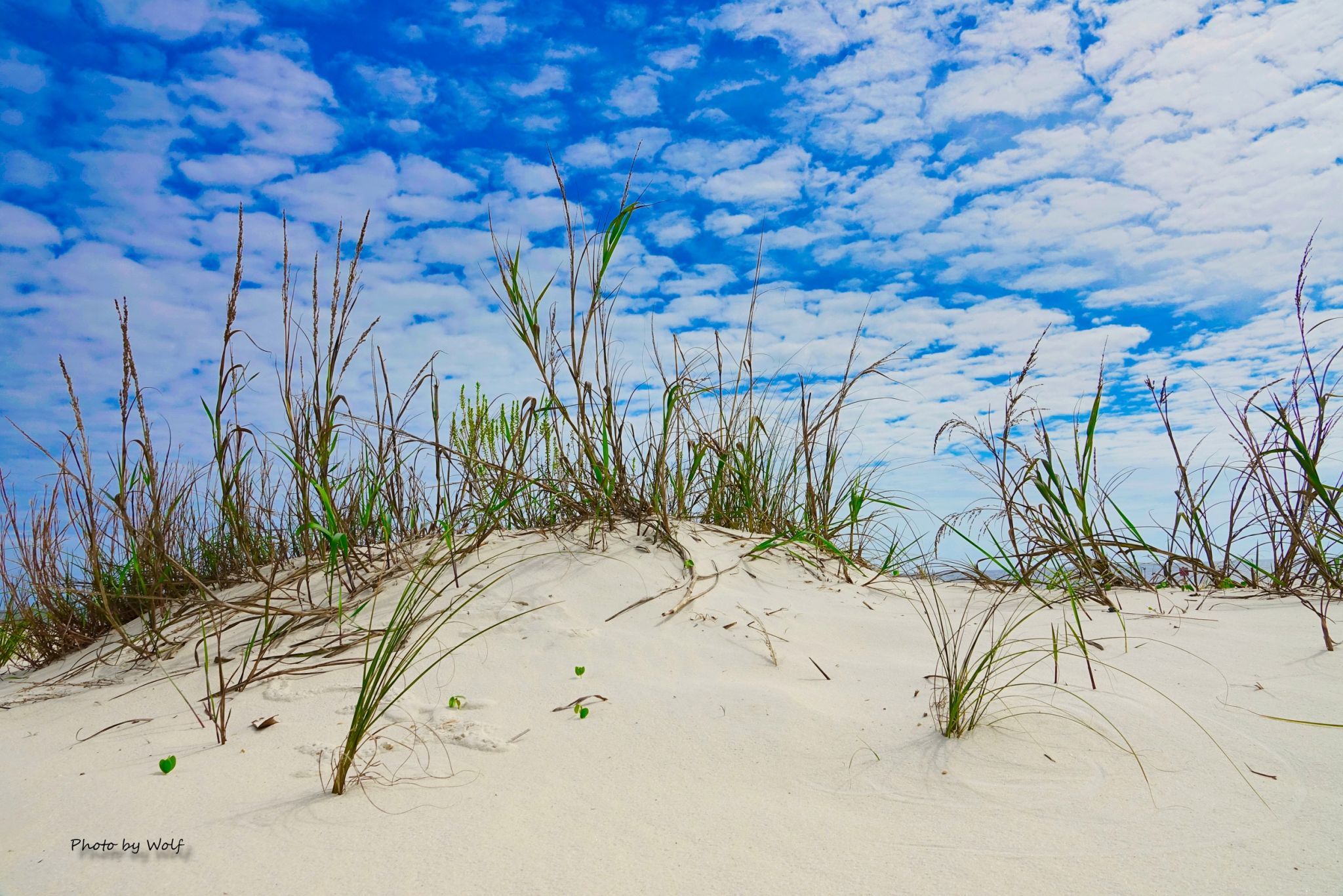 Beach Grass, USA