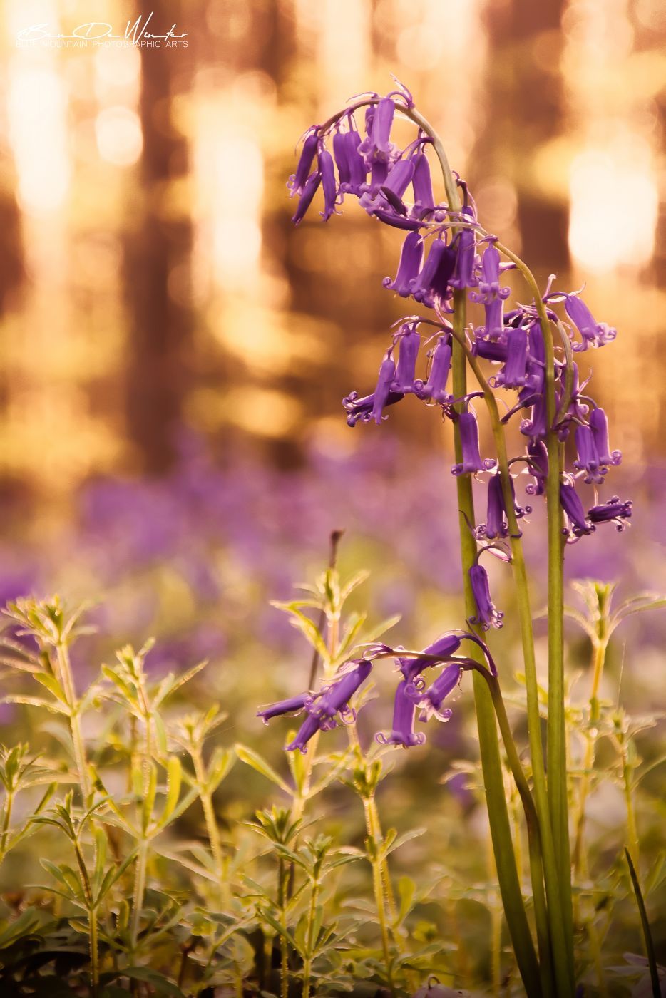 Bluebell forest Hallerbos near Brussels, Belgium
