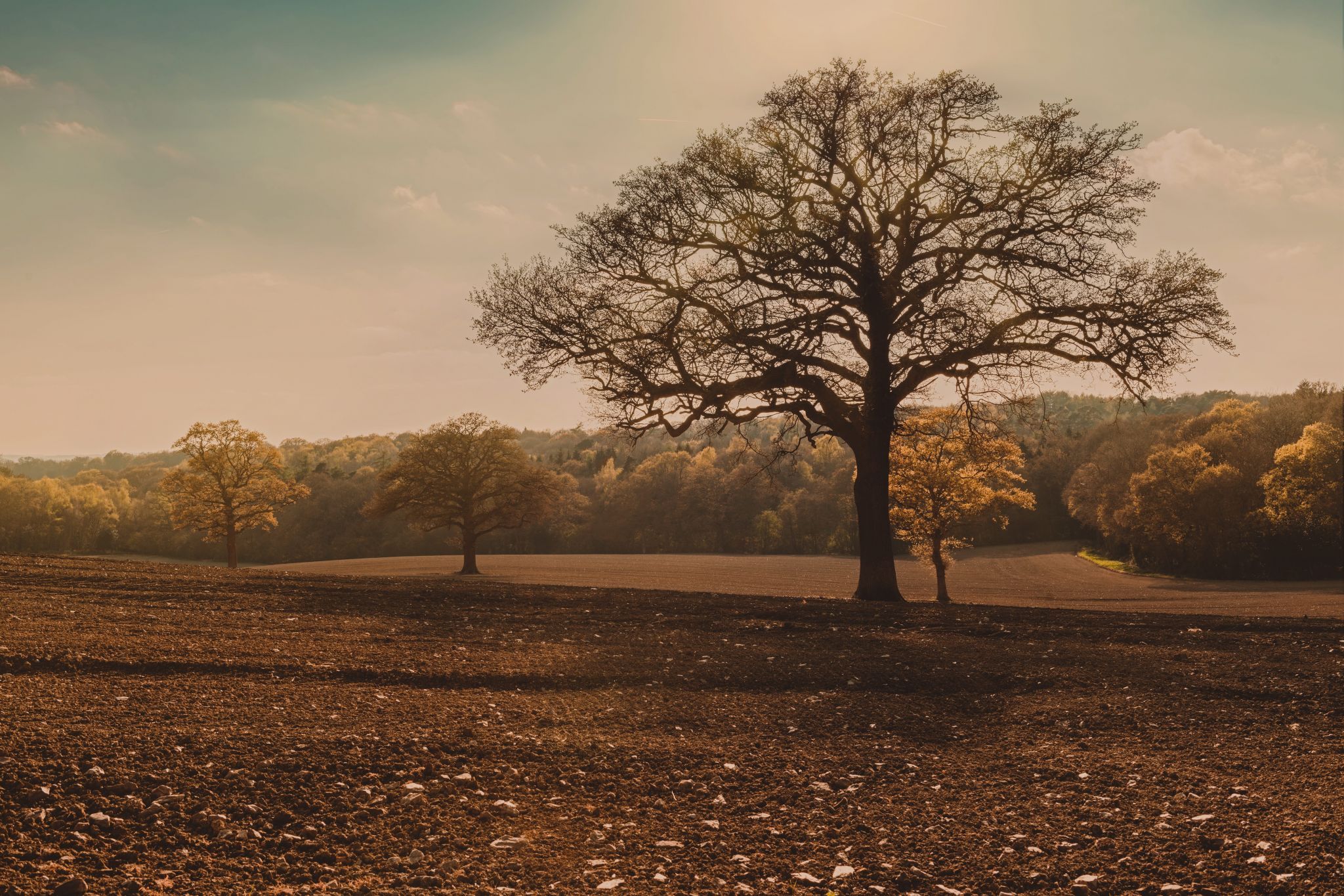 Bore Place Fields, United Kingdom