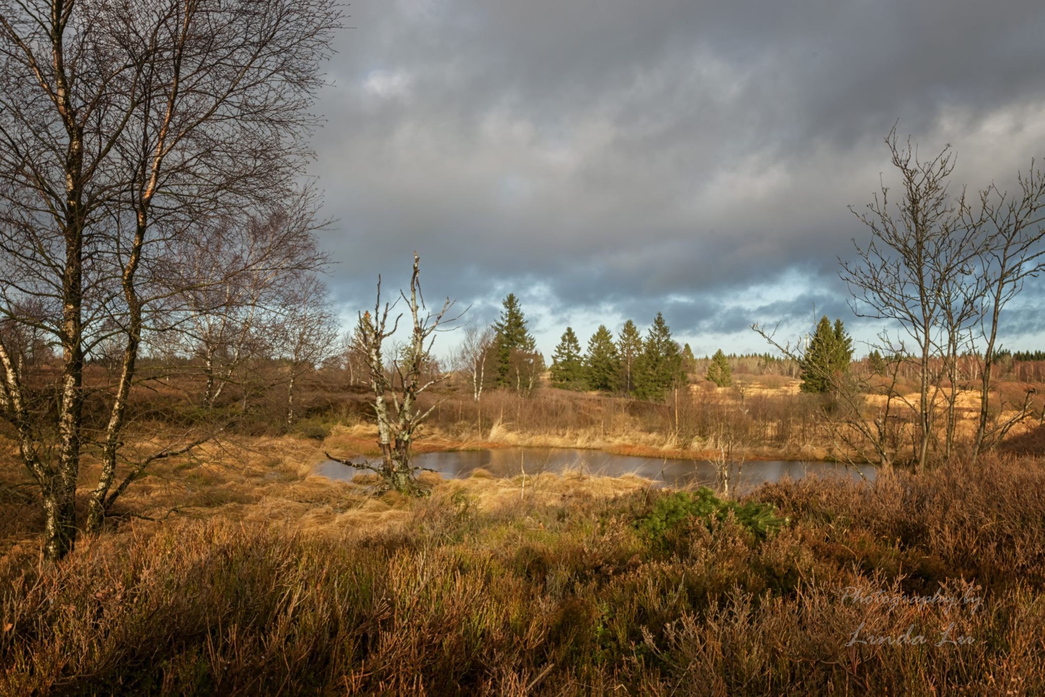 Brackvenn at the German/Belgium border, Belgium