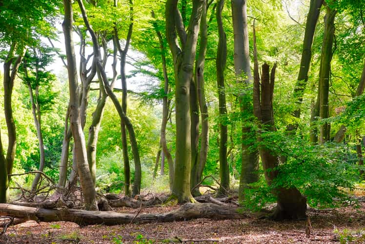 Brocken Wood