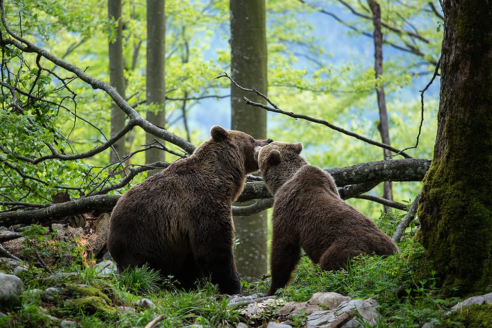 Brown bear photo hides, Slovenia