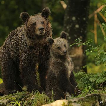 Brown bear photo hides, Slovenia