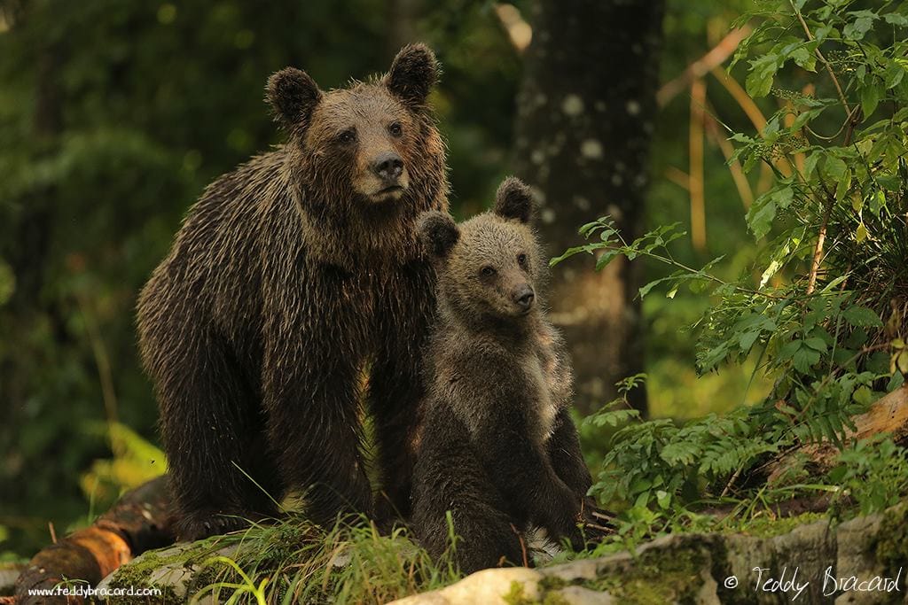 Brown bear photo hides, Slovenia