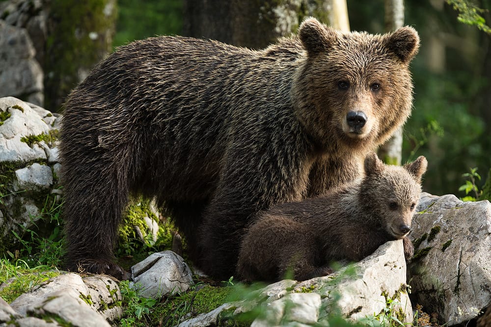 Brown bear photo hides, Slovenia