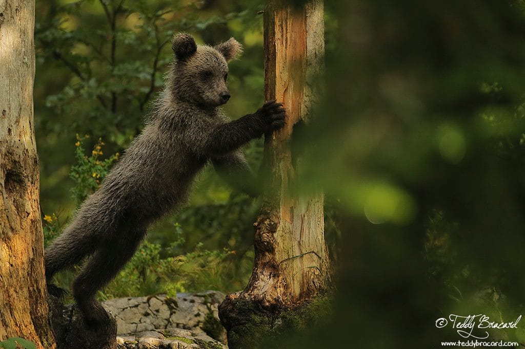 Brown bear photo hides, Slovenia
