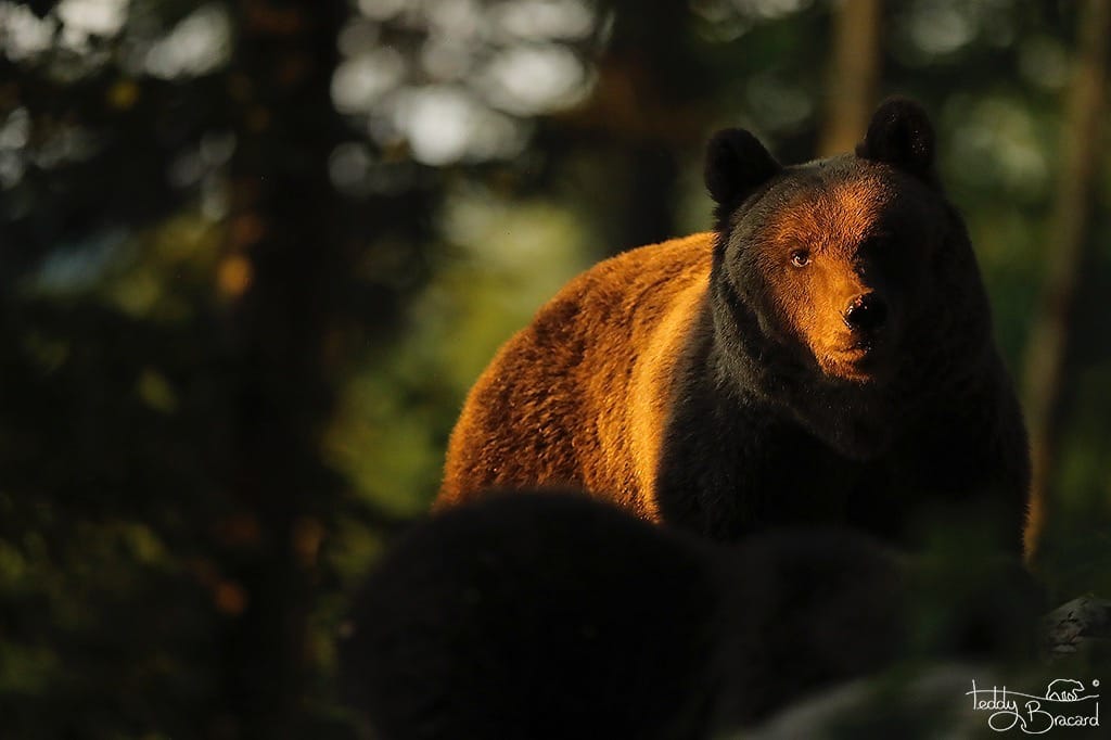 Brown bear photo hides, Slovenia