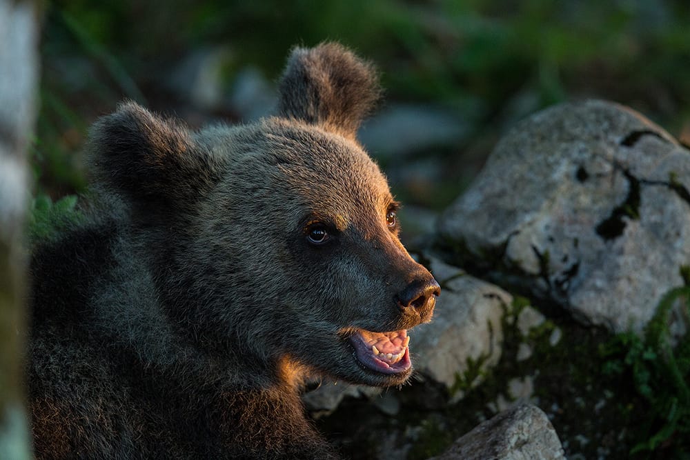 Brown bear photo hides, Slovenia