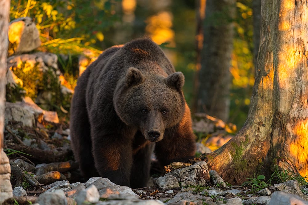 Brown bear photo hides, Slovenia
