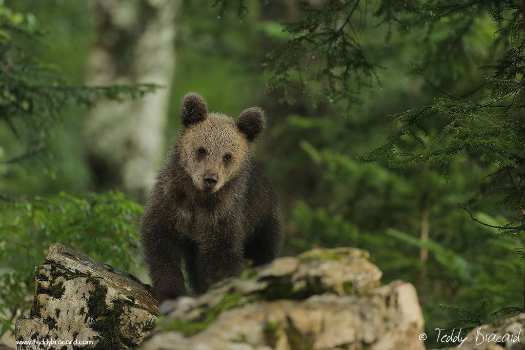 Brown bear photo hides, Slovenia