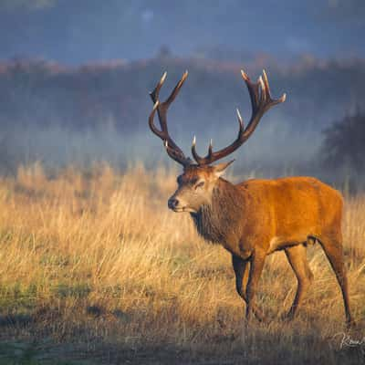 Bushy Park, United Kingdom