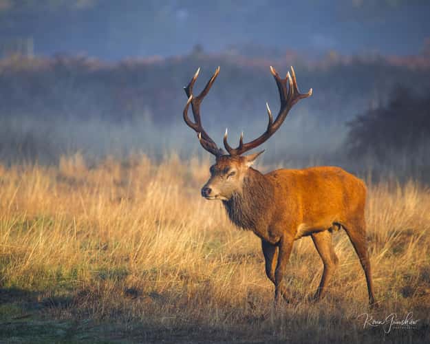 Bushy Park