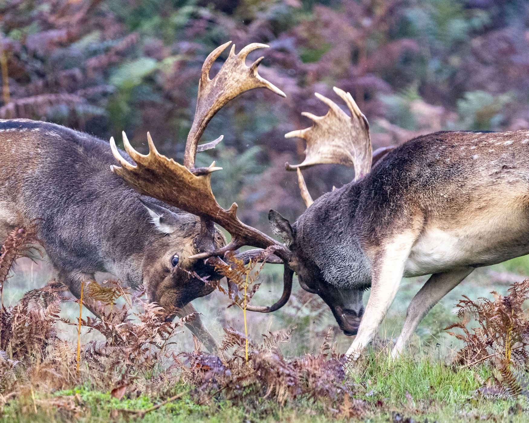 Bushy Park, United Kingdom