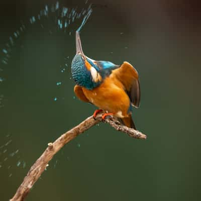 Common kingfisher builded photo spot, Hungary