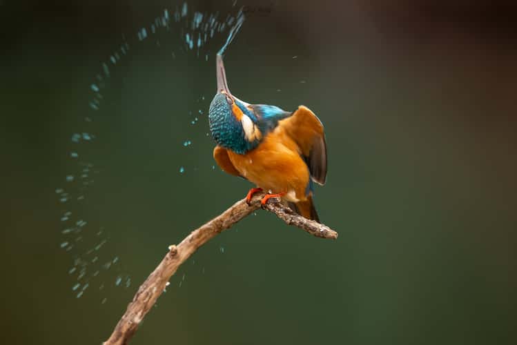 Common kingfisher builded photo spot