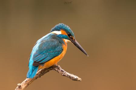 Common kingfisher builded photo spot