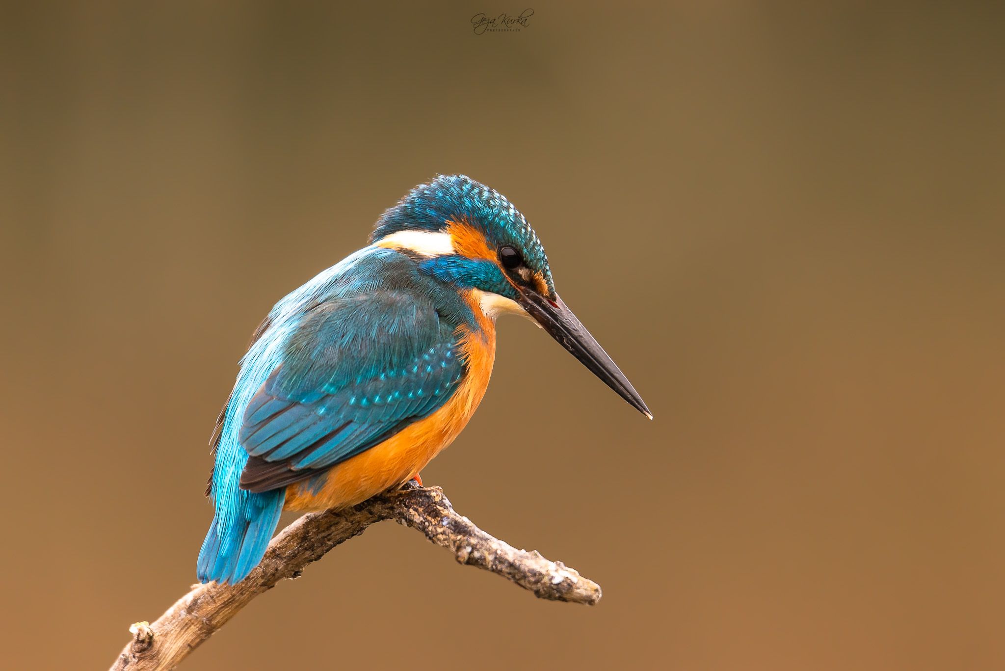 Common kingfisher builded photo spot, Hungary