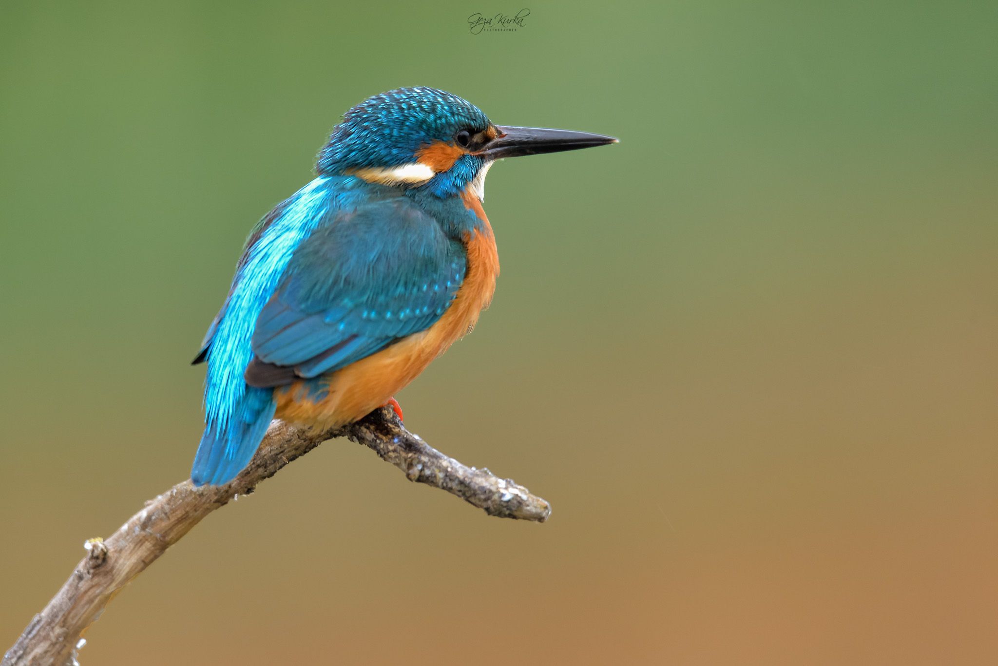 Common kingfisher builded photo spot, Hungary