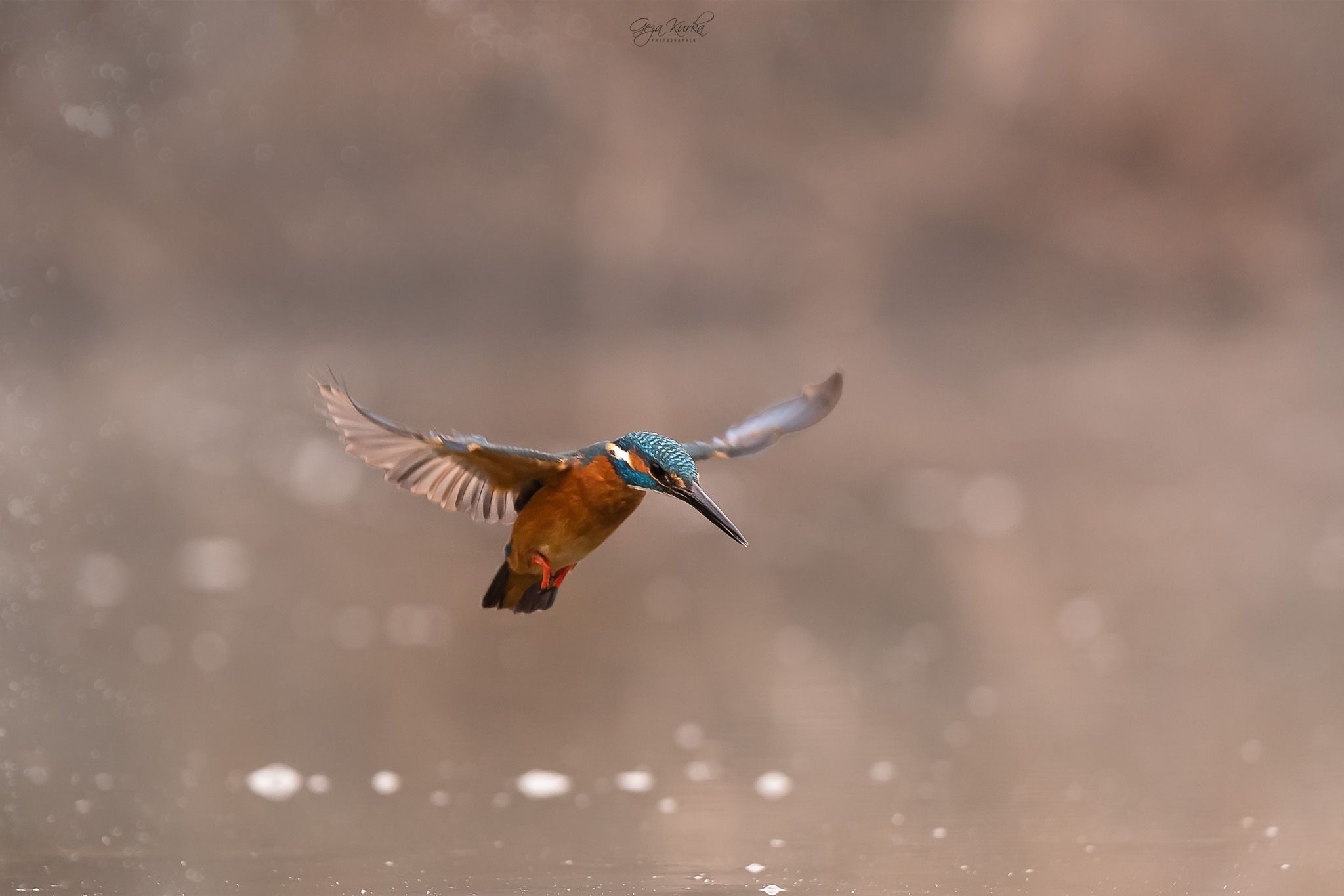 Common kingfisher builded photo spot, Hungary