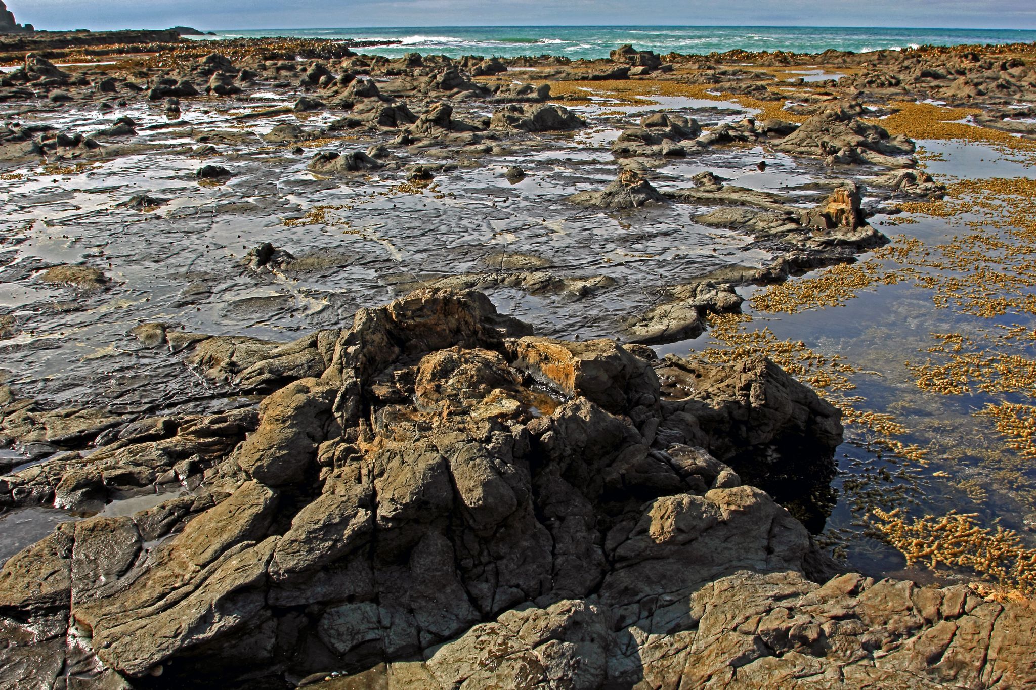 Curio Bay, New Zealand
