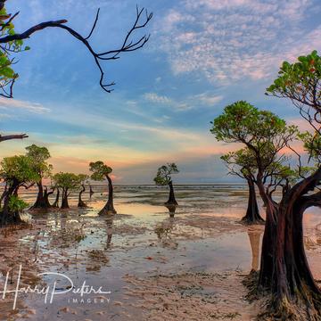 Dancing mangroves at Walakiri Beach, Indonesia