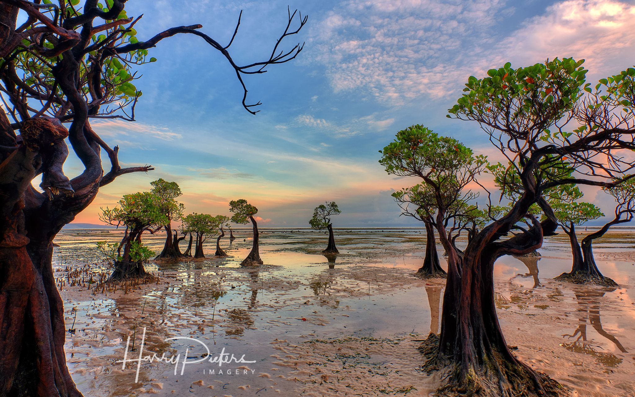 Dancing mangroves at Walakiri Beach, Indonesia