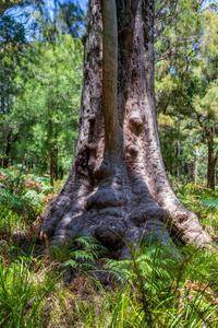 Face in the tree, Valley of the Giants, Walpole, WA