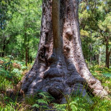 Face in the tree, Valley of the Giants, Walpole, WA, Australia