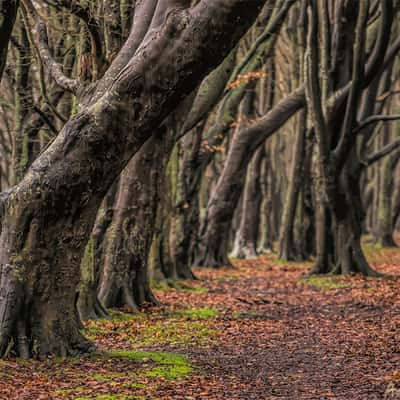 Fairy tale forest, Nonnevitz, Germany