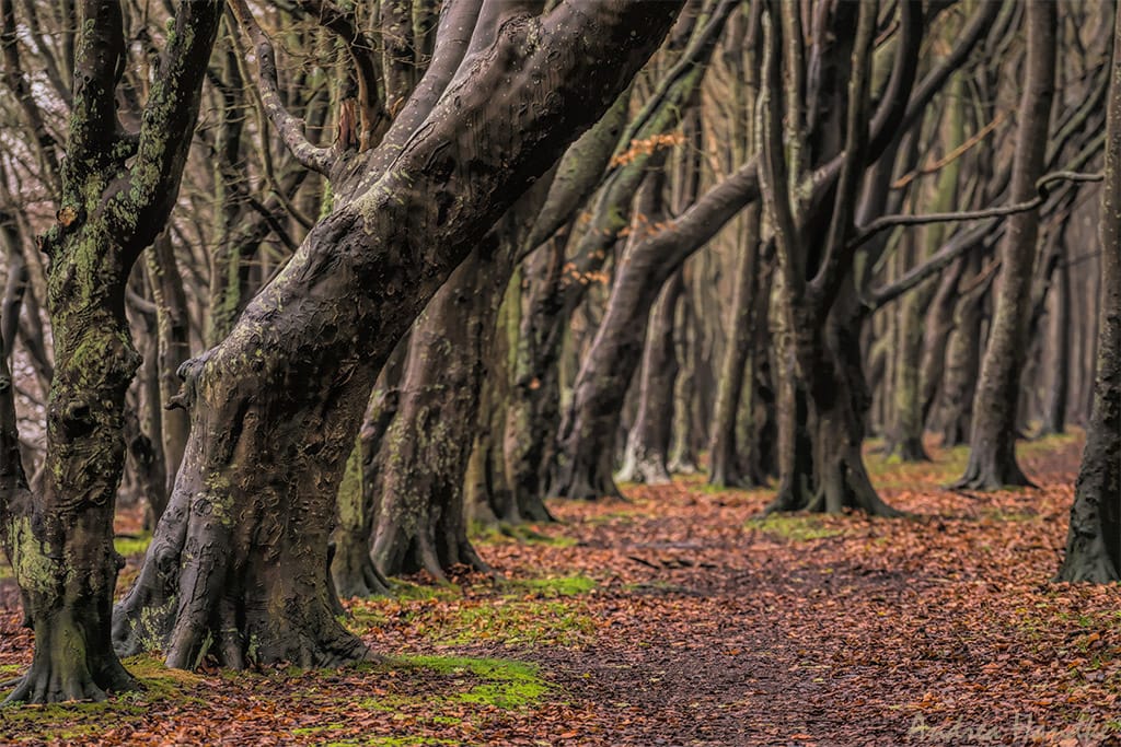 Fairy tale forest, Nonnevitz, Germany