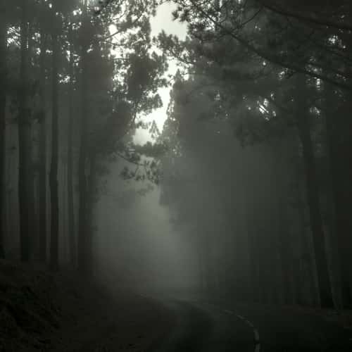 Fog in the Forest