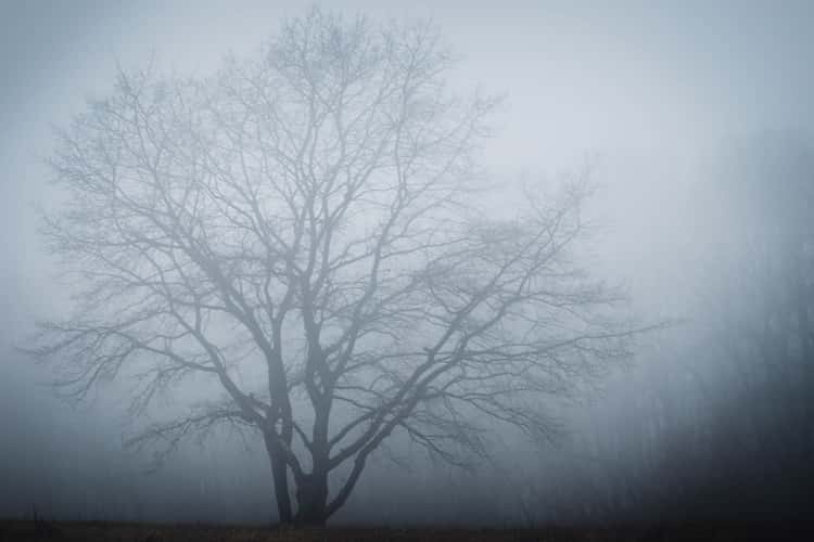 Foggy Tree