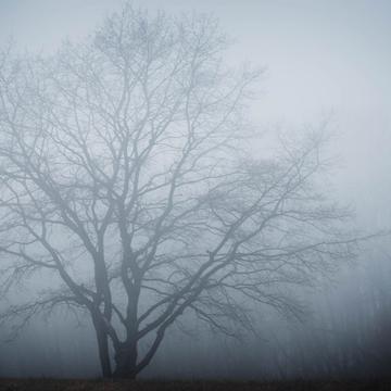Foggy Tree, Germany