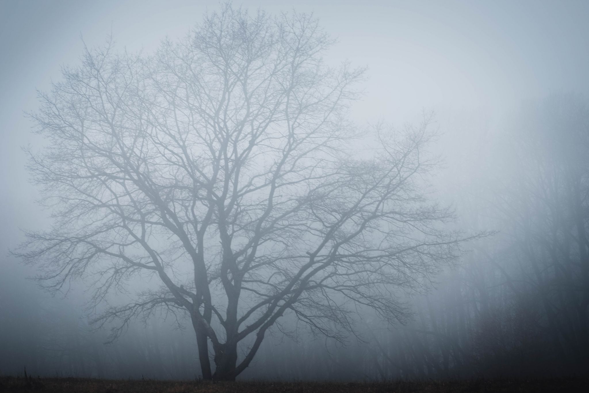 Foggy Tree, Germany