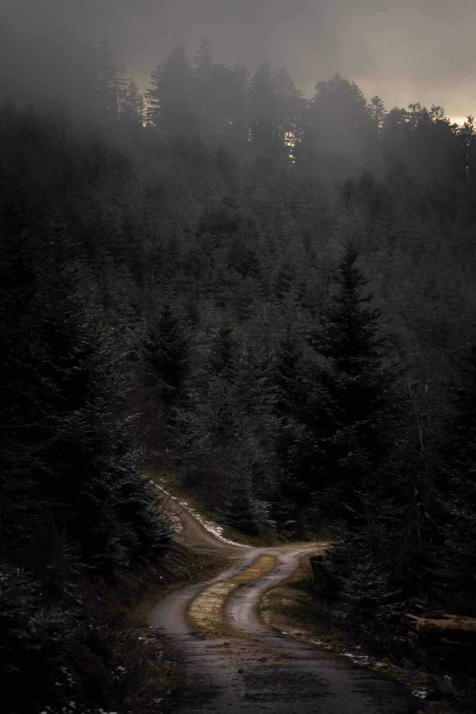 Forest Track, Germany