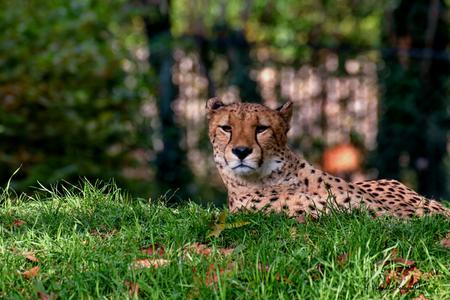 Gepard at Cologne Zoo