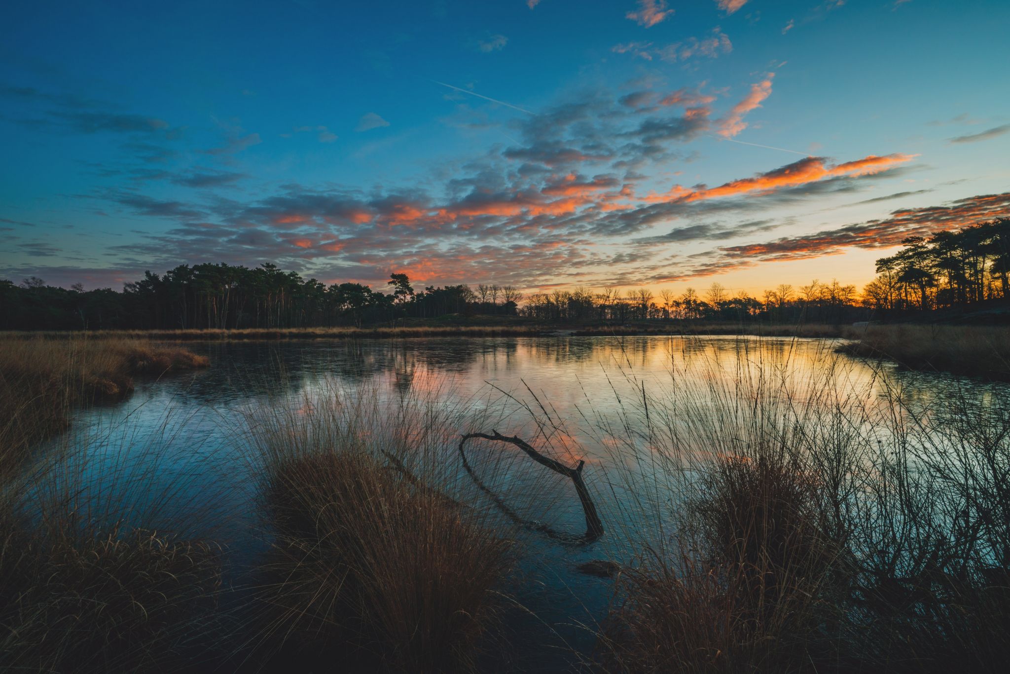 Hatertse and Overasseltse fens, Netherlands
