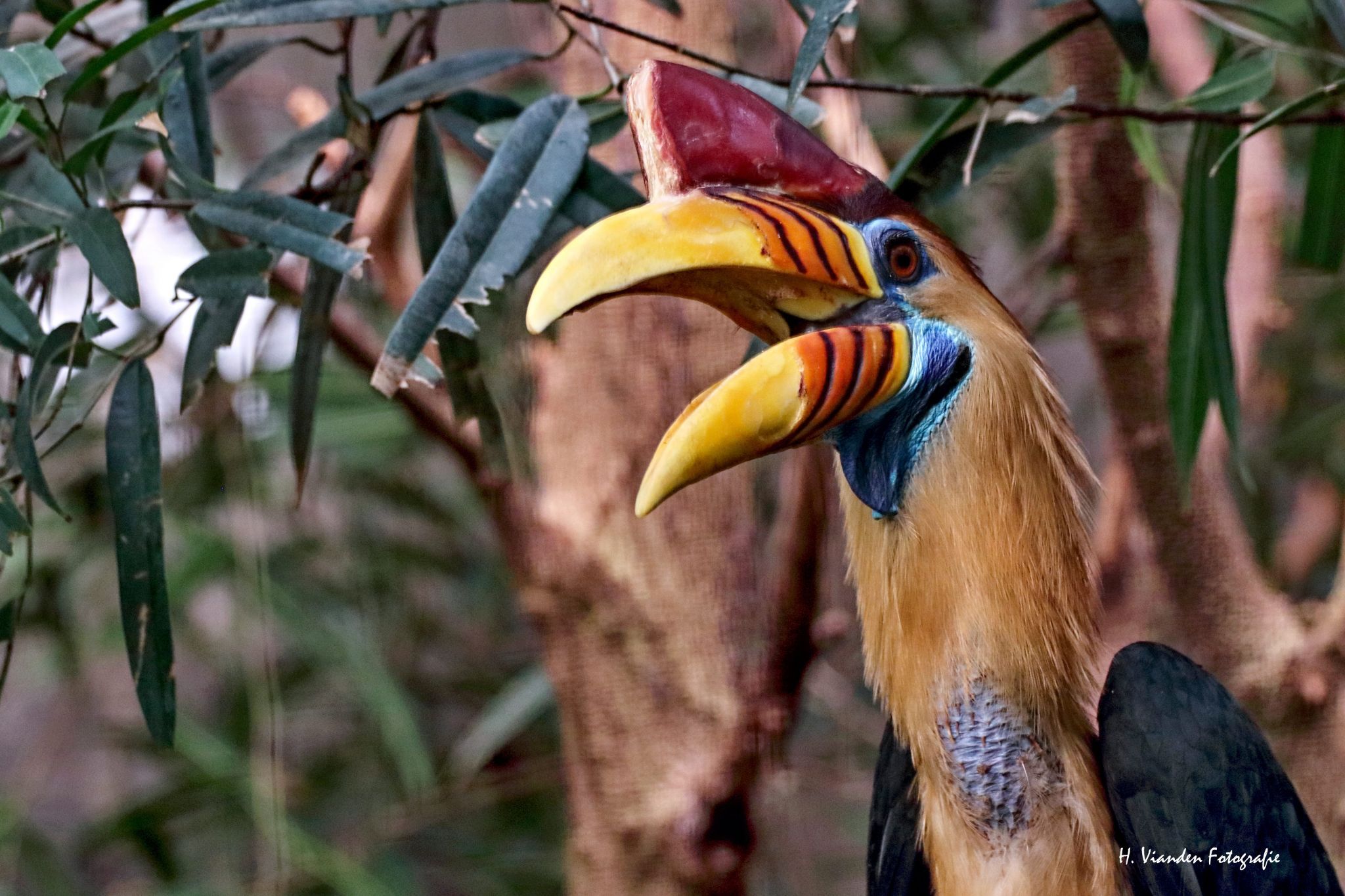 Helmeted Hornbill, Cologne Zoo, Germany