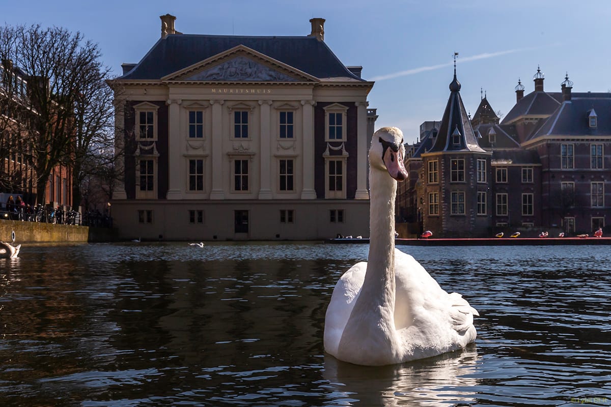 Hofvijver, Netherlands