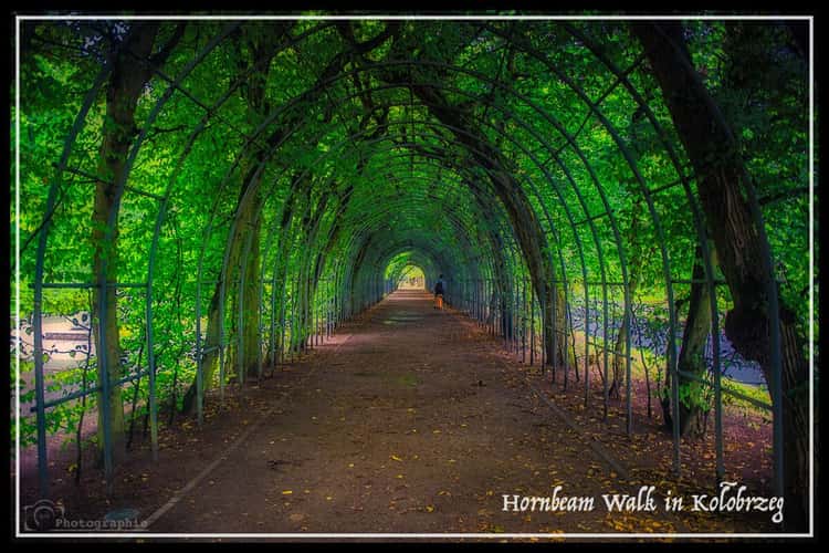 Hornbeam Walk Kołobrzeg