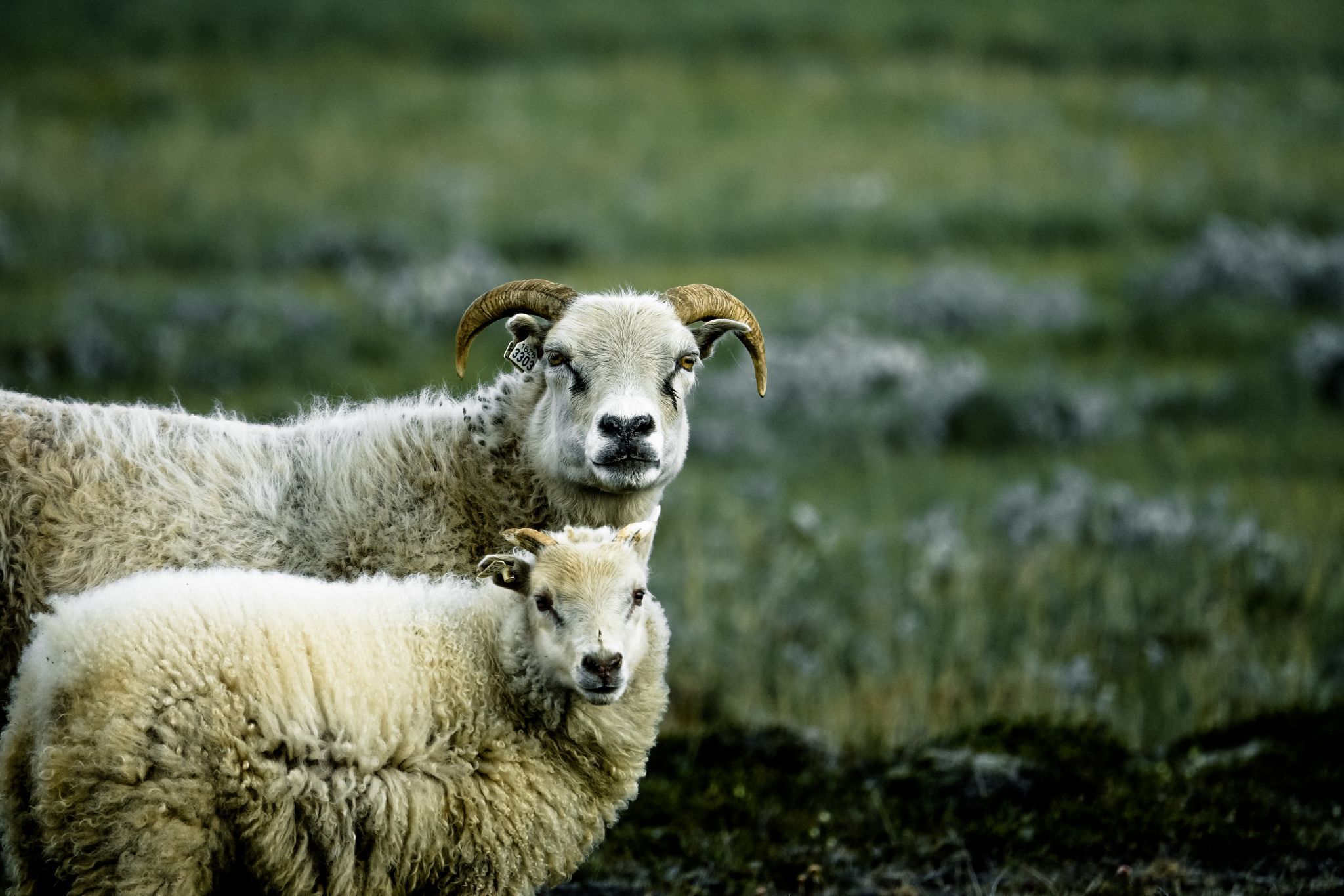 Iceland sheep, Iceland