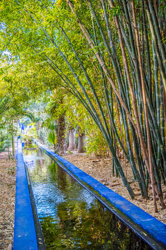Jardin Majorelle, Marrakesh