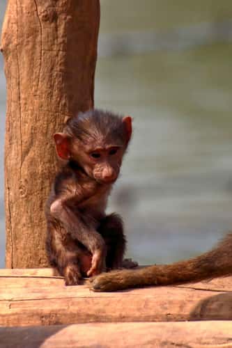 young Anubis baboon