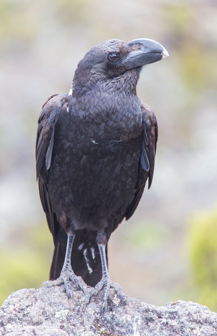 Kilimanjaro - Machame Camp, Tanzania