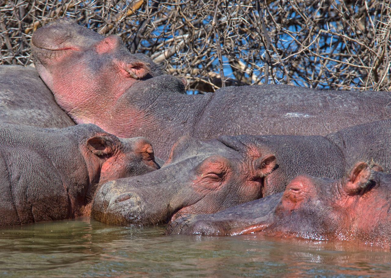 Lake Naivasha, Kenya